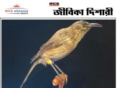 কয়েক দশকে ৩০০ কোটি পাখি বিলুপ্ত হয়েছে