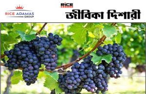 বিশ্বের সবচেয়ে প্রাচীন জীবিত আঙুরলতা