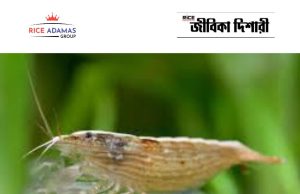 নানা তত্ত্ব, নানা তথ্য atyopsis spinipes